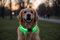 LED Adjustable Dog Collar – Blinking Light Up Safety Collar for Night Walks